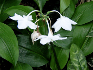 eucharis amazonica