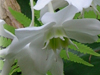 eucharis amazonica flower