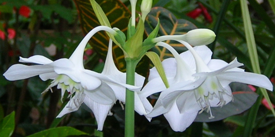 amazon lily at sabot