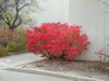 burning bush