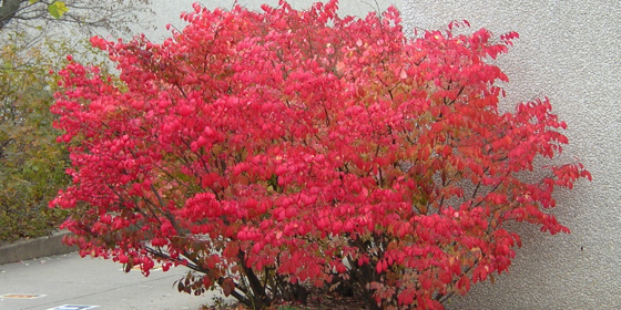 evanston burning bush