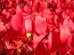 burning bush foliage