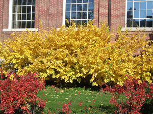 burning bush foliage