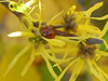 ladybug on witch hazel