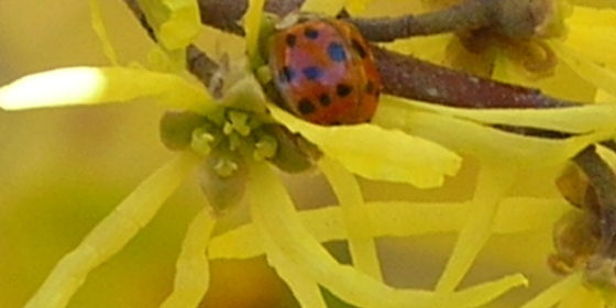 ladybug on witch hazel flower