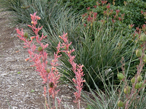 hesperaloe in restaurant landscape