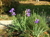 reblooming iris