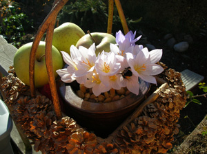 mutsu in basket with crocus speciosus