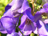 aconitum carmichaellii