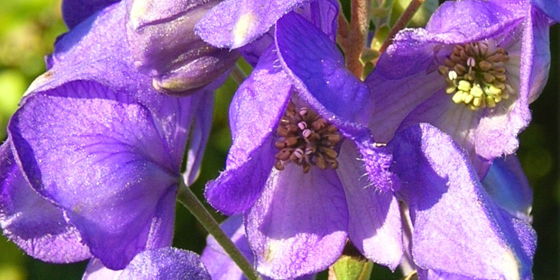 aconitum carmichaelii flowers