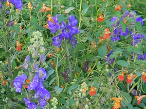 monkshood with jewelweed