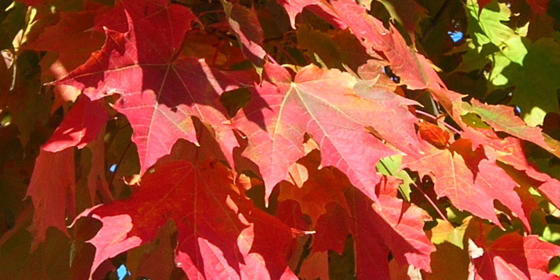 sugar maple leaves