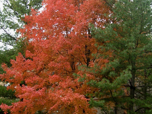 sugar maple at northwestern