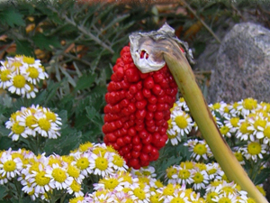 a. heterophyllum berries with chrysanthemum pacificum