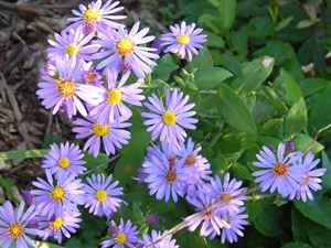 smooth aster