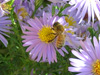 honeybee on smooth aster