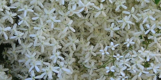 sweet autumn clematis mass