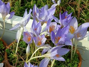 crocus pots