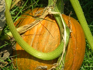 pumpkin on vine