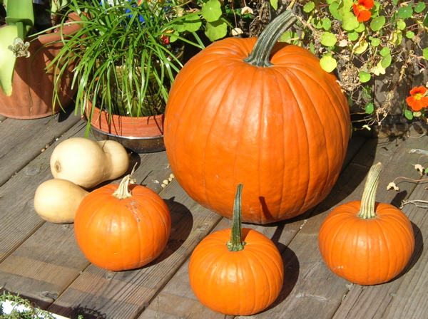 rooftop pumpkins