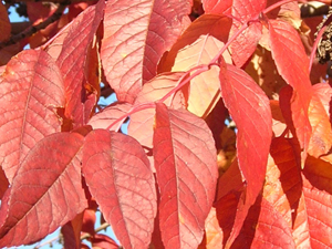 autumn purple ash foliage