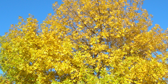 white ash yellow fall color