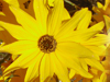 swamp sunflower