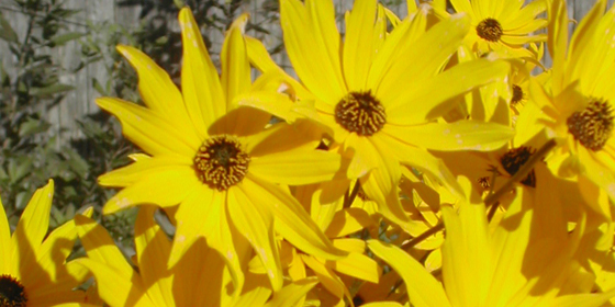 helianthus angustifolia cultvar