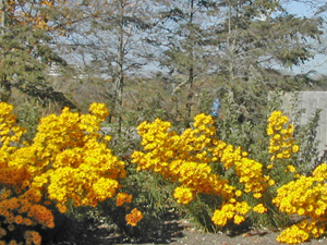 swamp sunflower stand at cbg