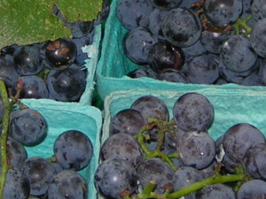 bluebell grapes
