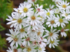 heath aster at morraine hills