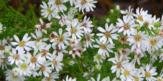 heath aster