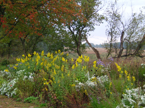 heath aster with goldenrod at moraine hills state park