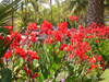 canna in coronado parkway