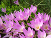 colchicum speciosum patch