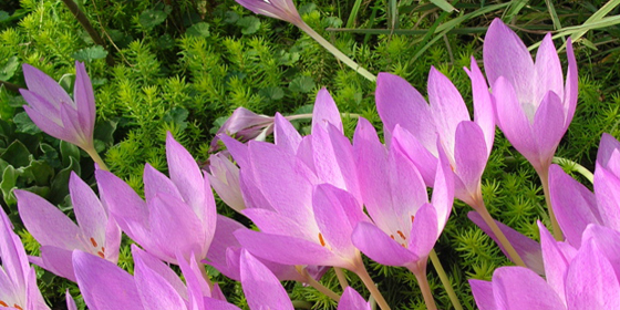 colchicum speciosum patch