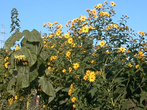 woodland sunflower stand