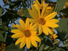 sunchoke flowers