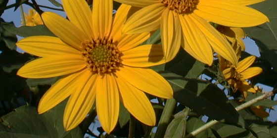 buttery sunchoke flowers