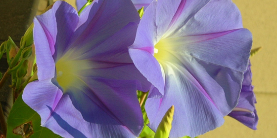 heavenly blue morning glories