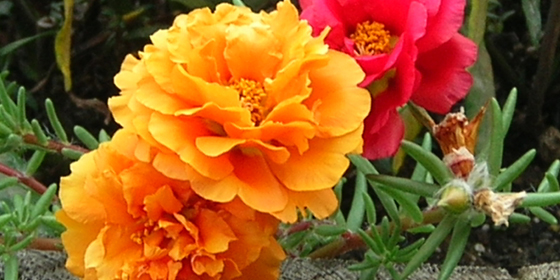 orange moss rose