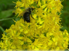 solidago with bumblebee