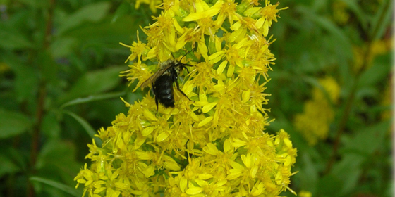 goldenrod with bumblebee
