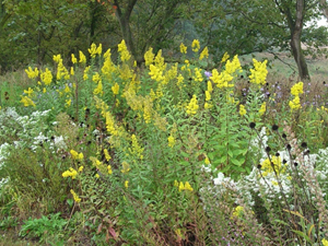 goldenrod with heath aster