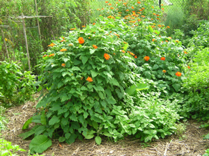 tithonia plant