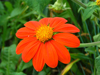 tithonia flower