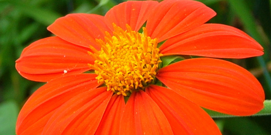 tithonia flower