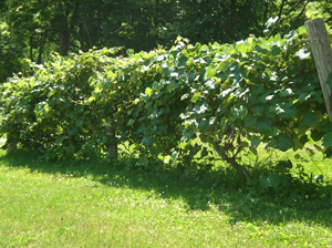 grape vines on trellis