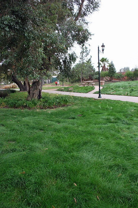 eco lawn