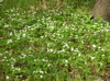 rue anemone patch